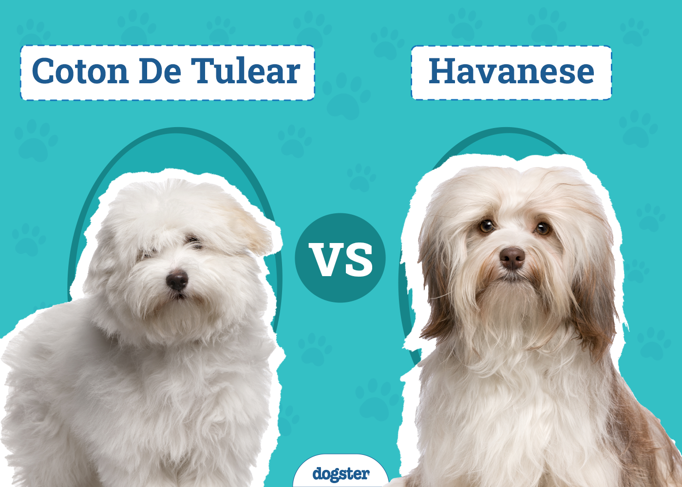 Coton De Tulear vs Havanese: The Differences (With Info & Pictures)