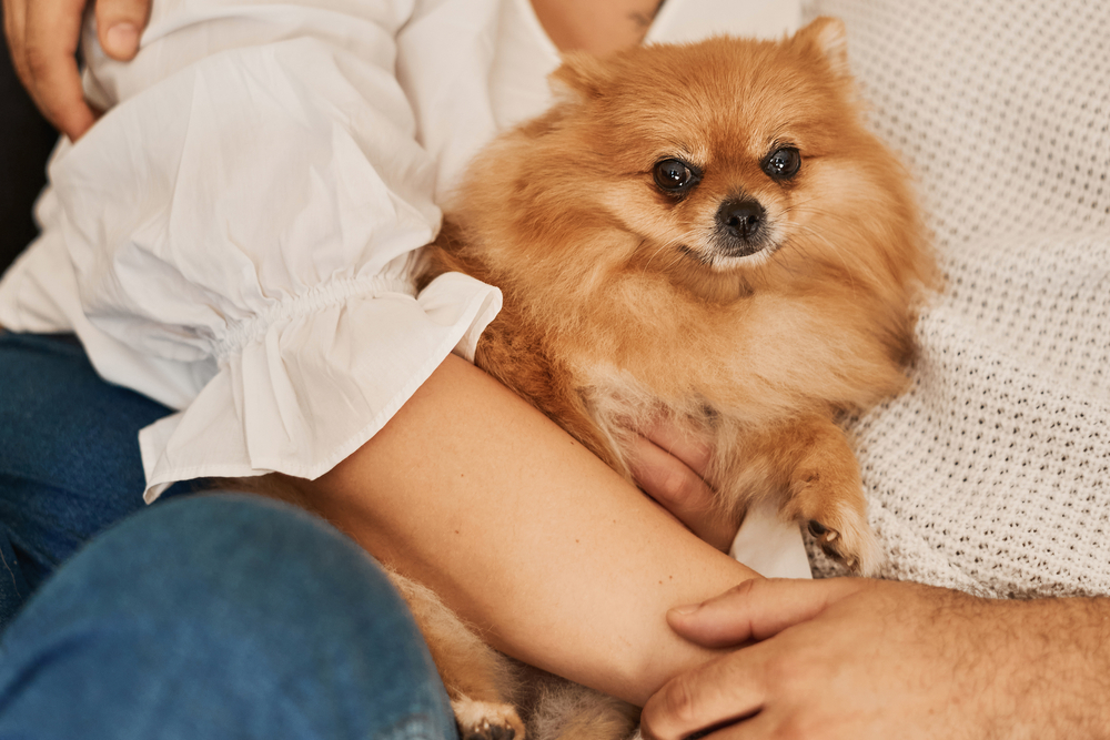 How Much Does It Cost to Own a Pomeranian in 2026? Facts & FAQs
