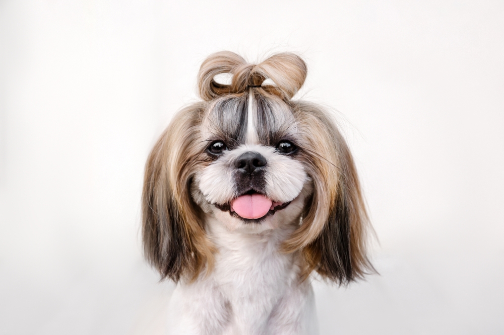 How to Groom a Shih Tzu – 10 Vet-Approved Tips