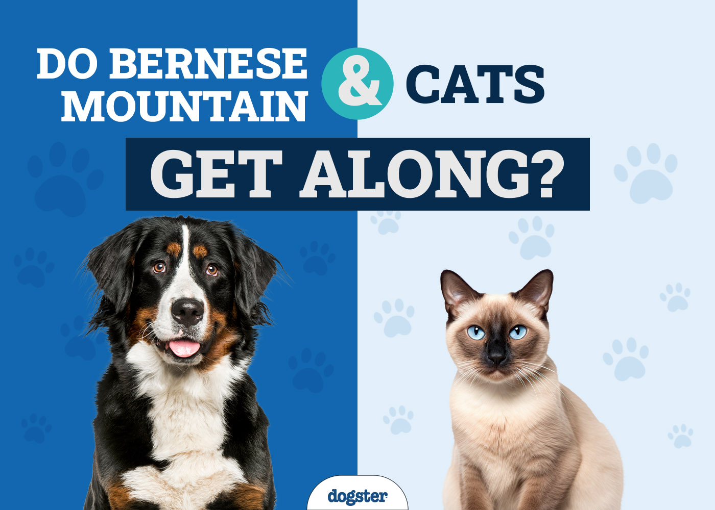 Will a Bernese Mountain Dog Get Along With My Cat? Vet-Verified Tips & FAQ