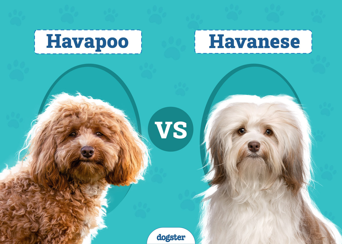 Havapoo vs Havanese: Which One Is Right for Me? (With Pictures)