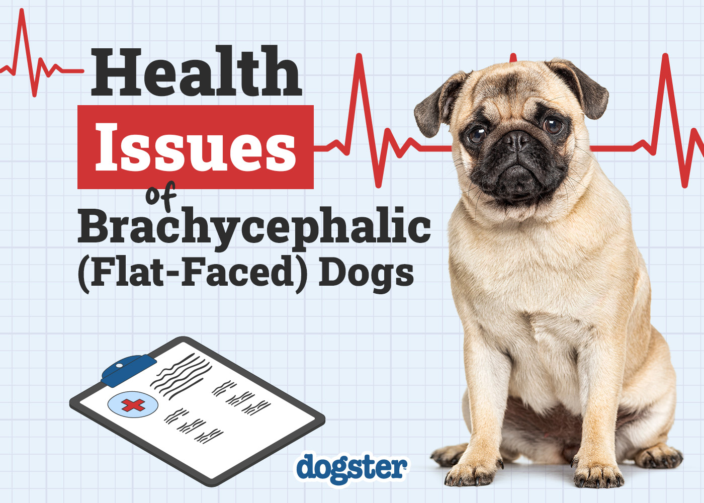 Brachycephalic (Flat-Faced) Dogs: 7 Health Problems (Vet Answer)