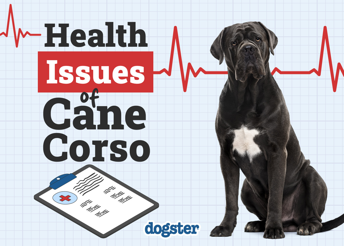 Cane Corso Health Issues to Watch For: 7 Common Vet-Reviewed Concerns