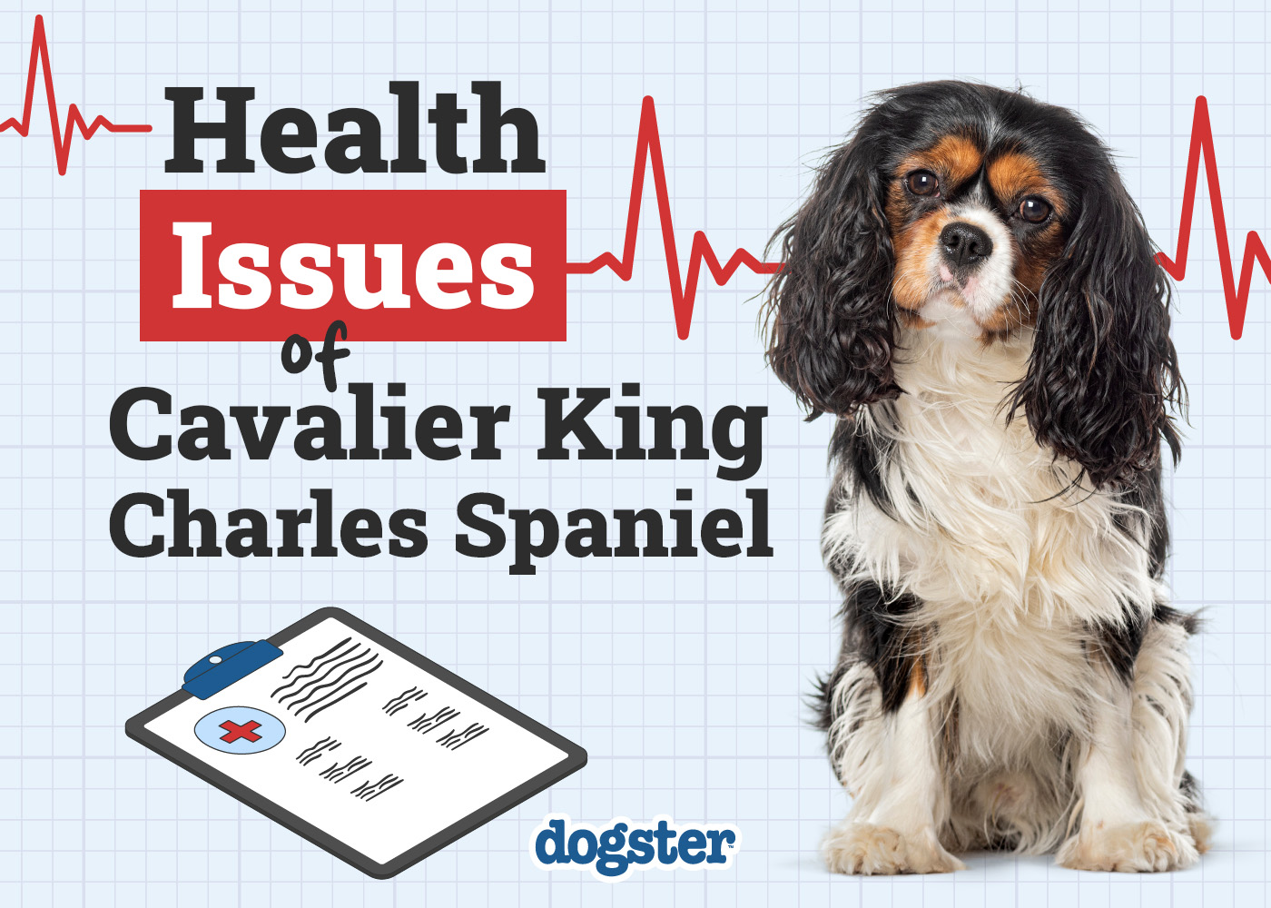 6 Cavalier King Charles Spaniel Health Issues to Watch For