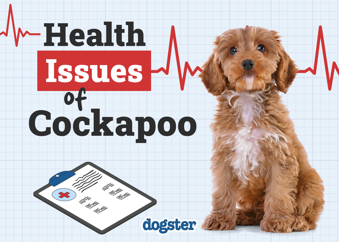 7 Cockapoo Health Issues to Look Out For