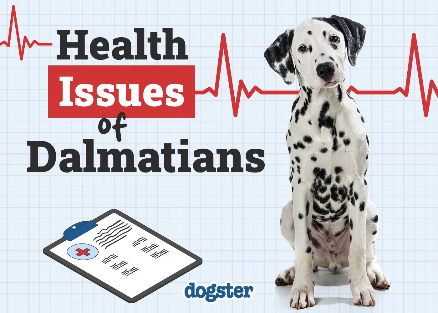 10 Common Health Problems in Dalmatians: Vet-Approved Health Facts & FAQs