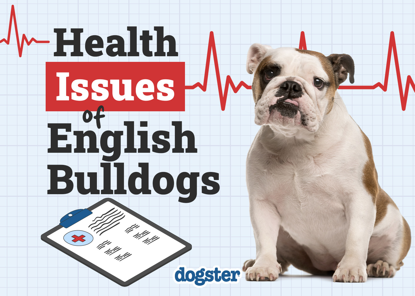 13 Health Problems in English Bulldogs & Treatments (Vet Answer)