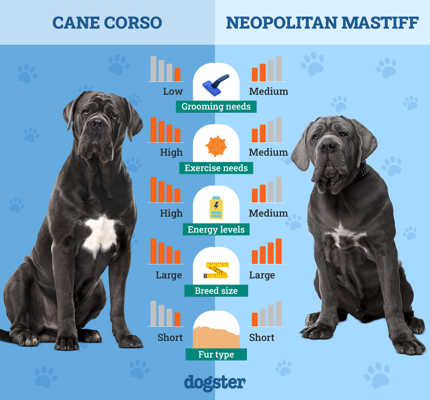 Dogster_Side by Side Comparison_ Cane Corso vs Neopolitan Mastiff