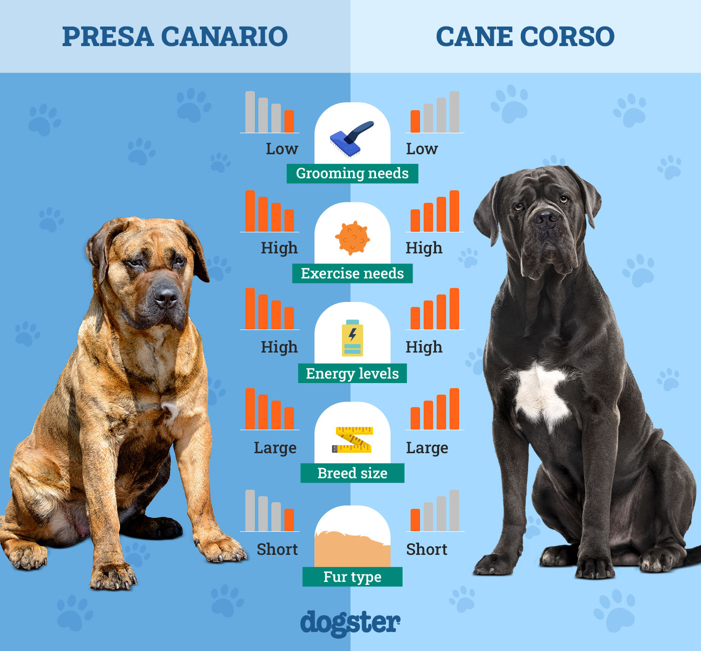 Dogster_Side by Side Comparison_ Presa Canario vs Cane Corso