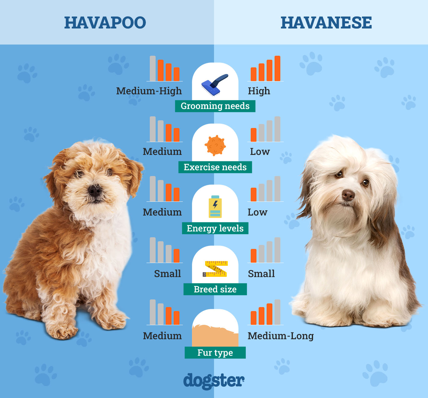 Dogster_Side by Side Comparison_Havapoo vs Havanese