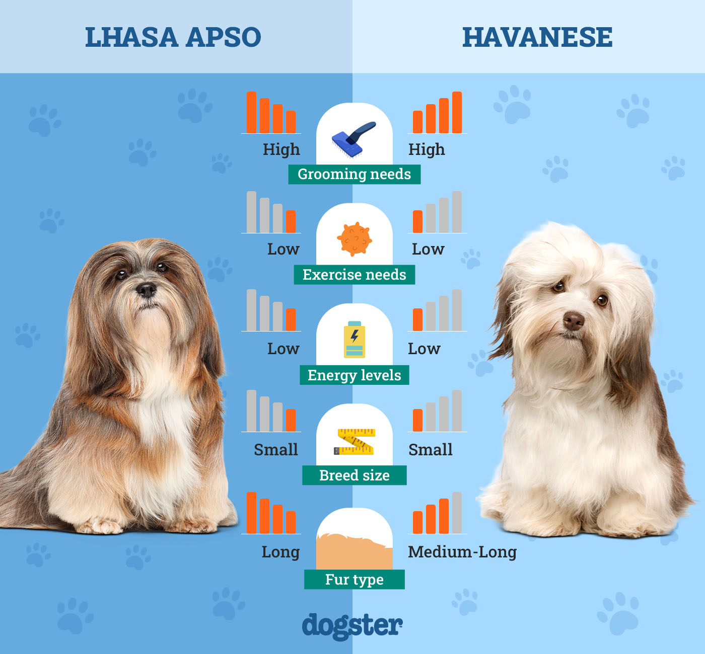 Dogster_Side by Side Comparison_Lhasa Apso vs Havanese