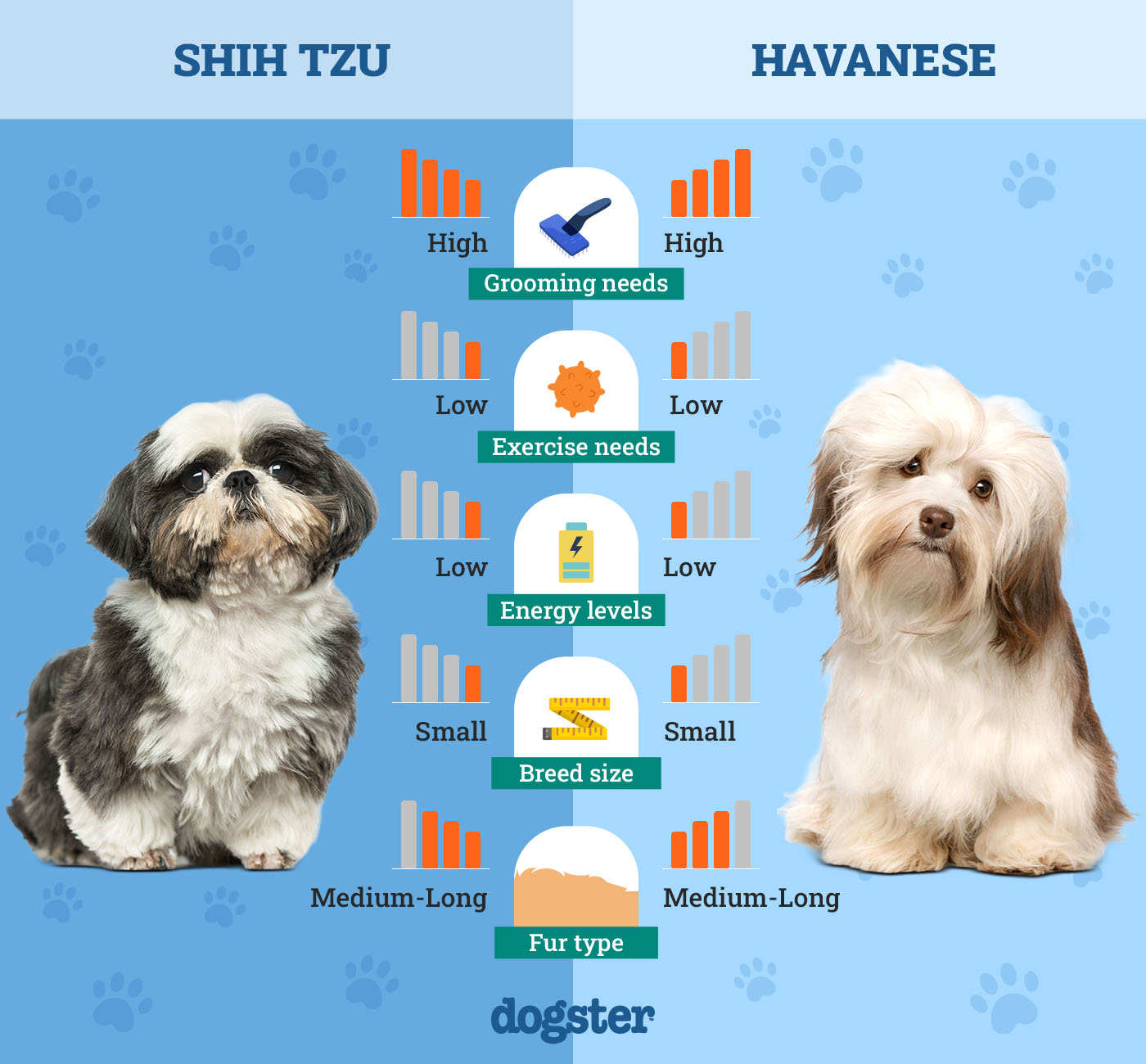 Dogster_Side by Side Comparison_Shih Tzu vs Havanese