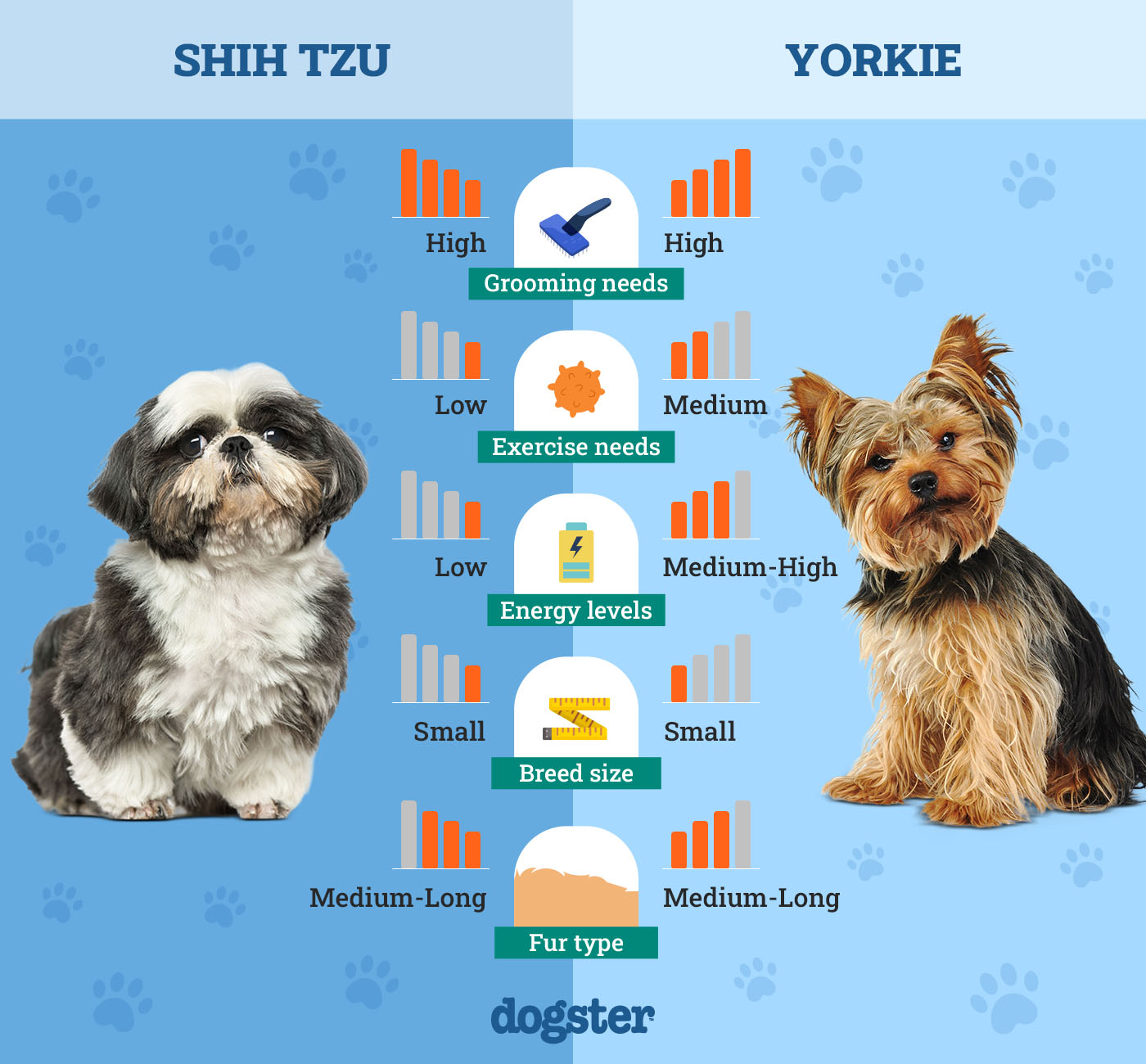 Dogster_Side by Side Comparison_Shih Tzu vs Yorkie