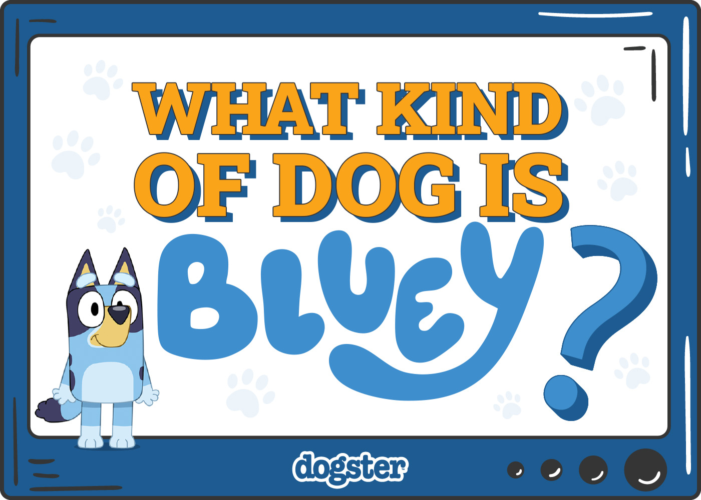 What Kind of Dog Is Bluey? Breed Facts & Info