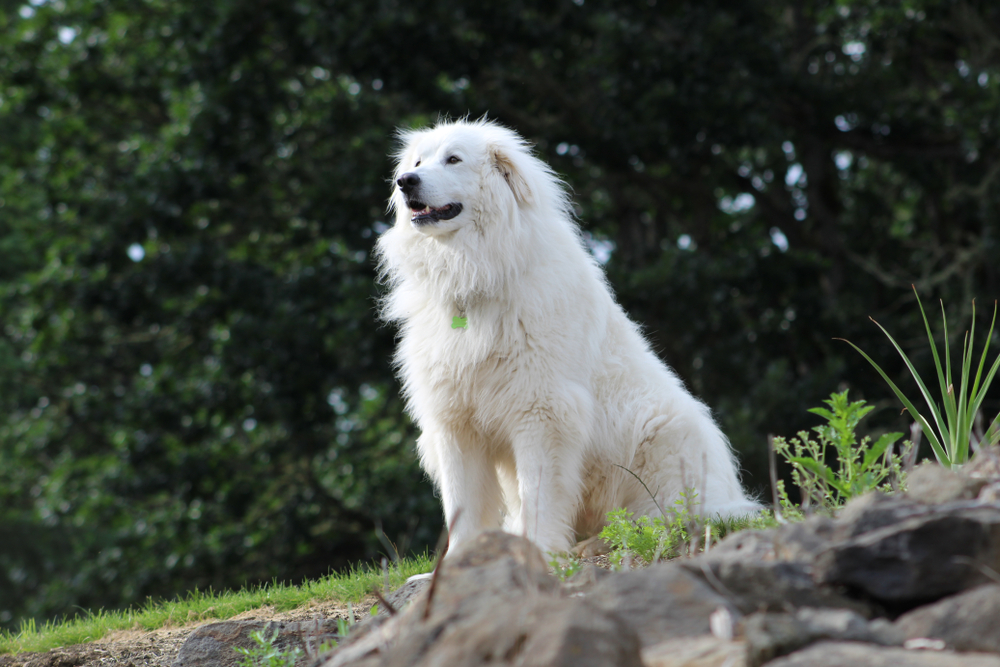 How Long Do Great Pyrenees Live? Vet-Verified Average Lifespan, Data & Care Guide
