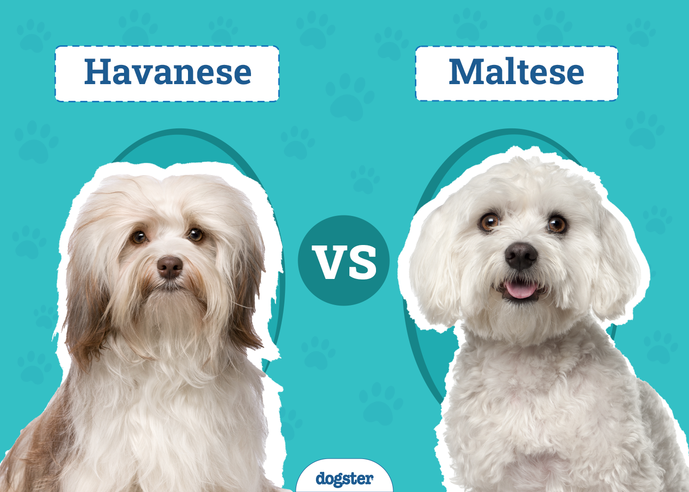 Havanese vs. Maltese: The Key Differences (With Info & Pictures)
