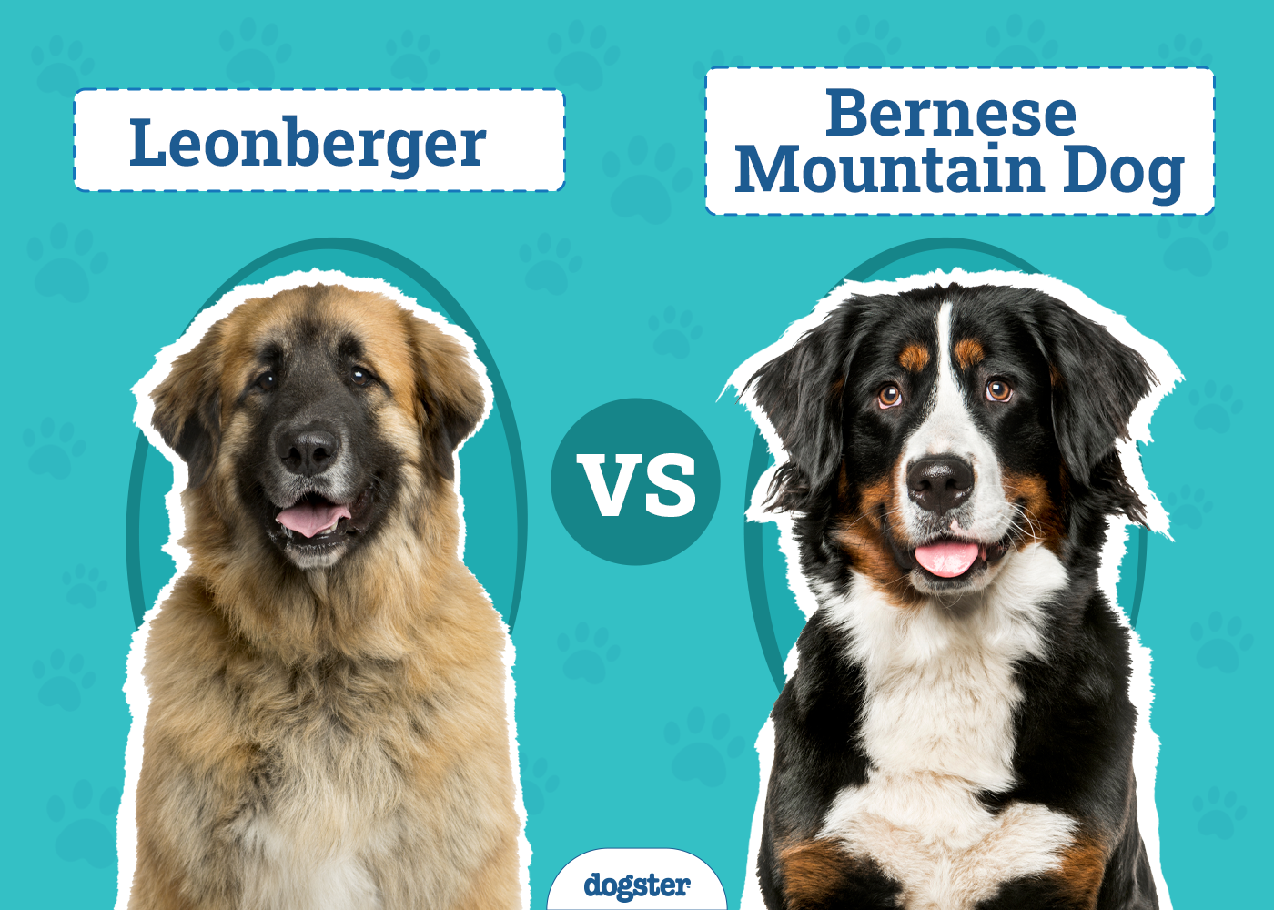 Leonberger vs Bernese Mountain Dog: Key Differences (With Pictures)