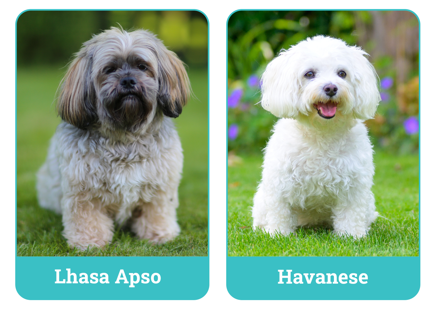 Lhasa Apso vs Havanese