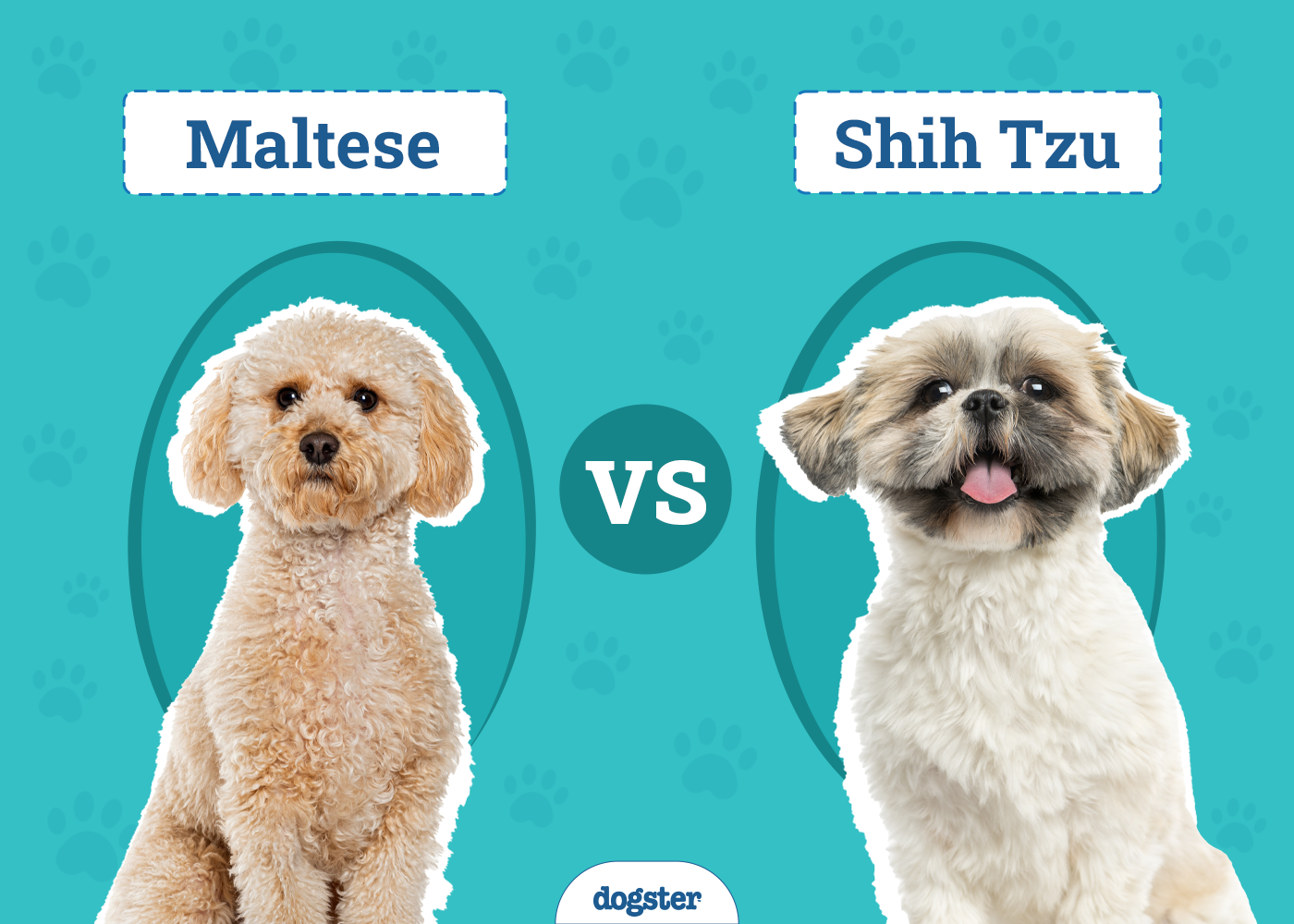 Maltese vs. Shih Tzu: The Differences (With Pictures)