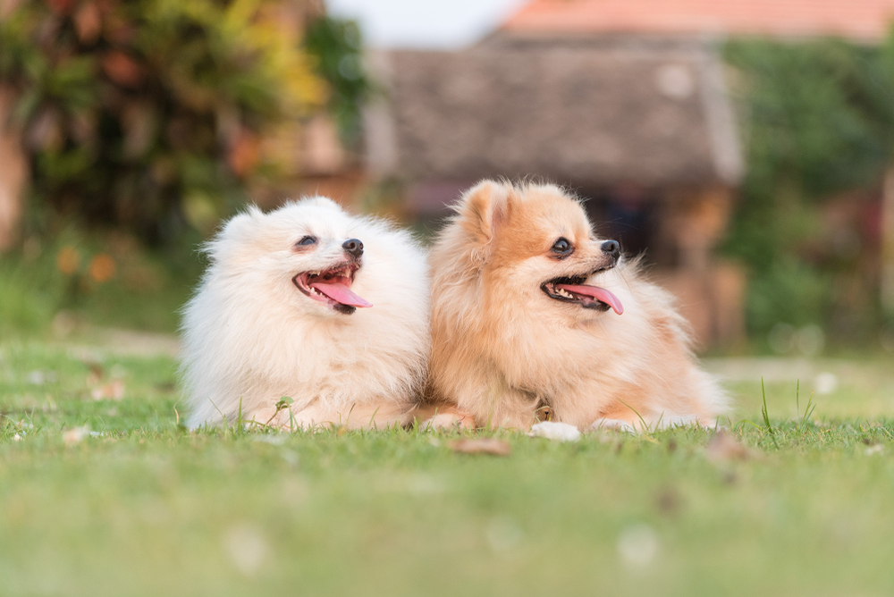 Pomeranian puppies lying on the grass