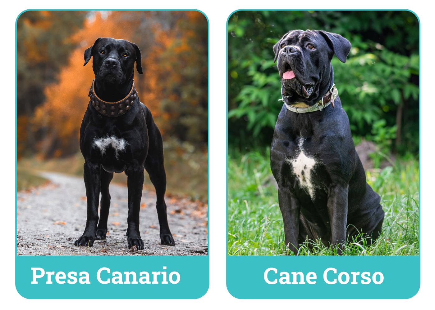 Presa Canario vs. Cane Corso