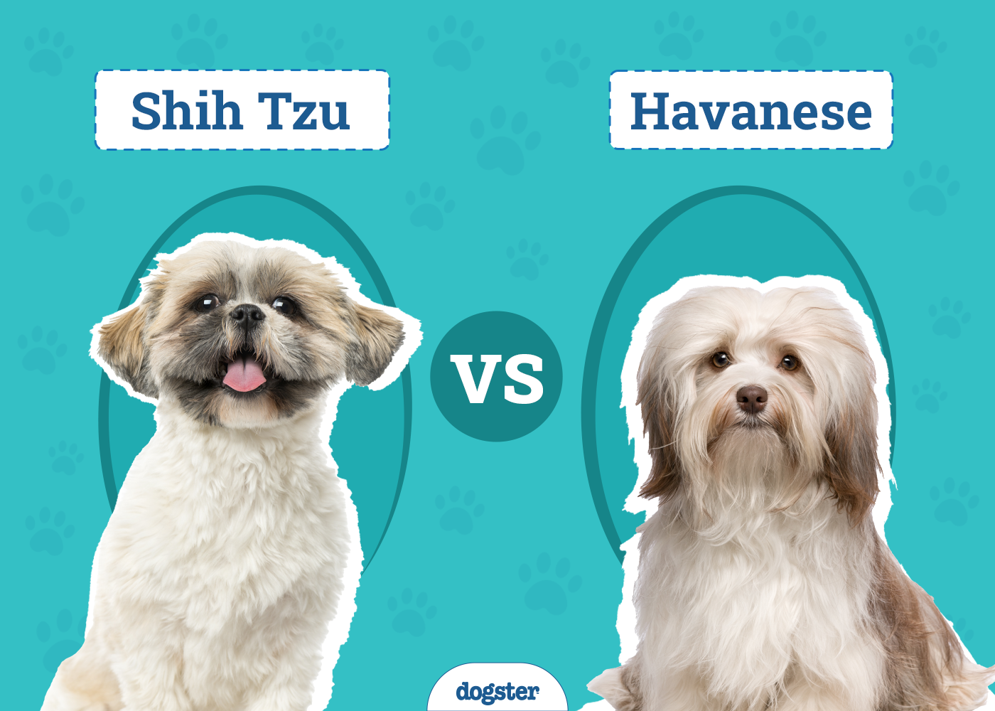 Shih Tzu vs Havanese: Main Differences (With Info & Pictures)