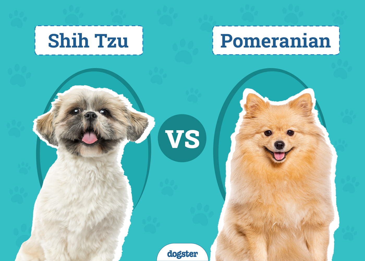 Shih Tzu Vs Pomeranian: The Differences (With Pictures)