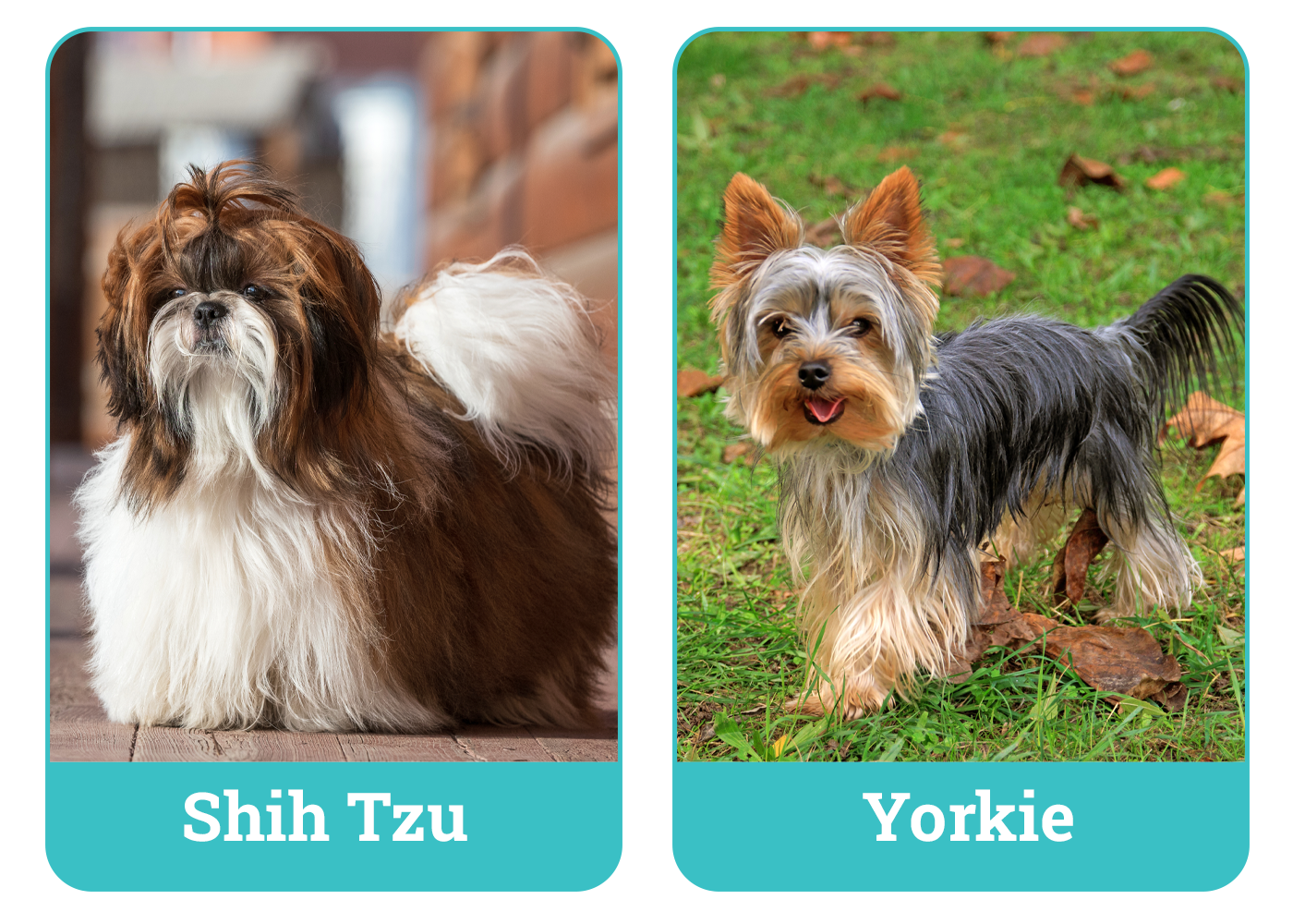 Shih Tzu vs Yorkie