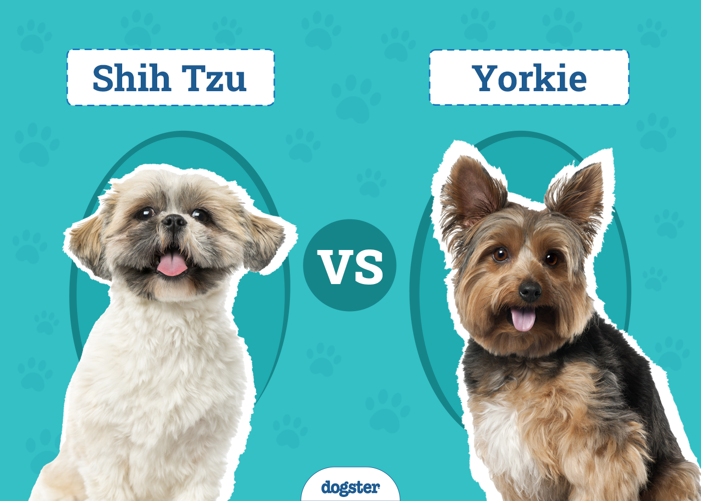 Shih Tzu vs Yorkie: Key Differences & Similarities (With Pictures)