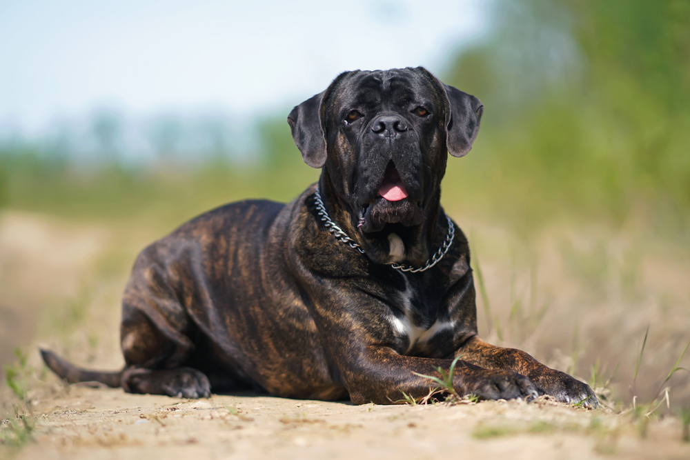 Brindle Cane Corso: Facts, Origin & History (With Pictures)