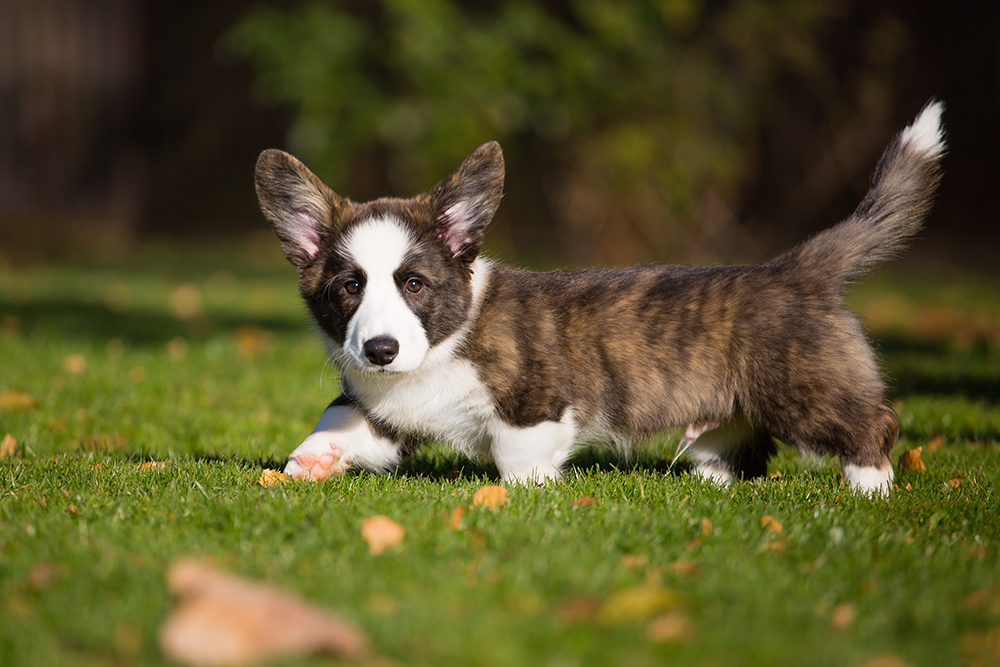 Brindle Corgi puppy walking in the lawn