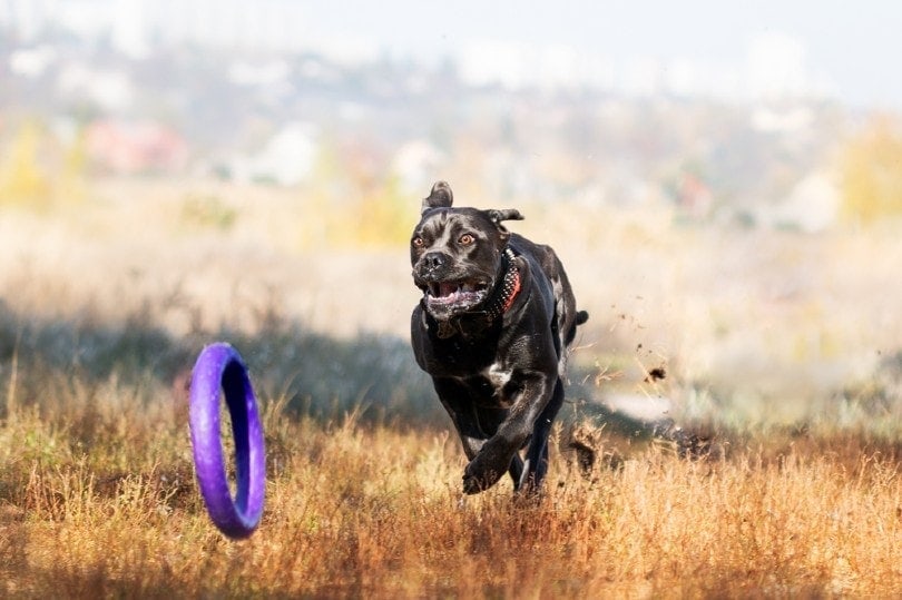 How to Train a Cane Corso: 6 Vet-Approved Tips