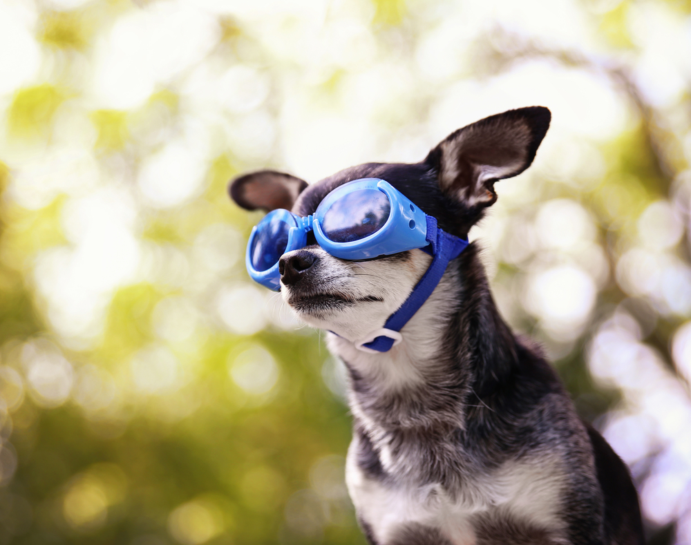 9 Best Dog Goggles in 2026 – Reviews & Top Picks
