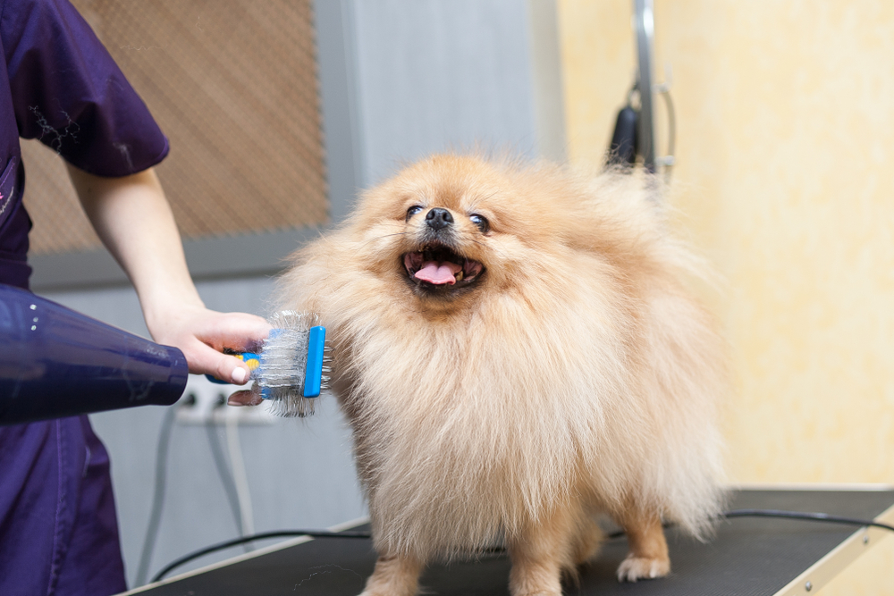 How to Groom a Pomeranian: 9 Vet-Verified Tips