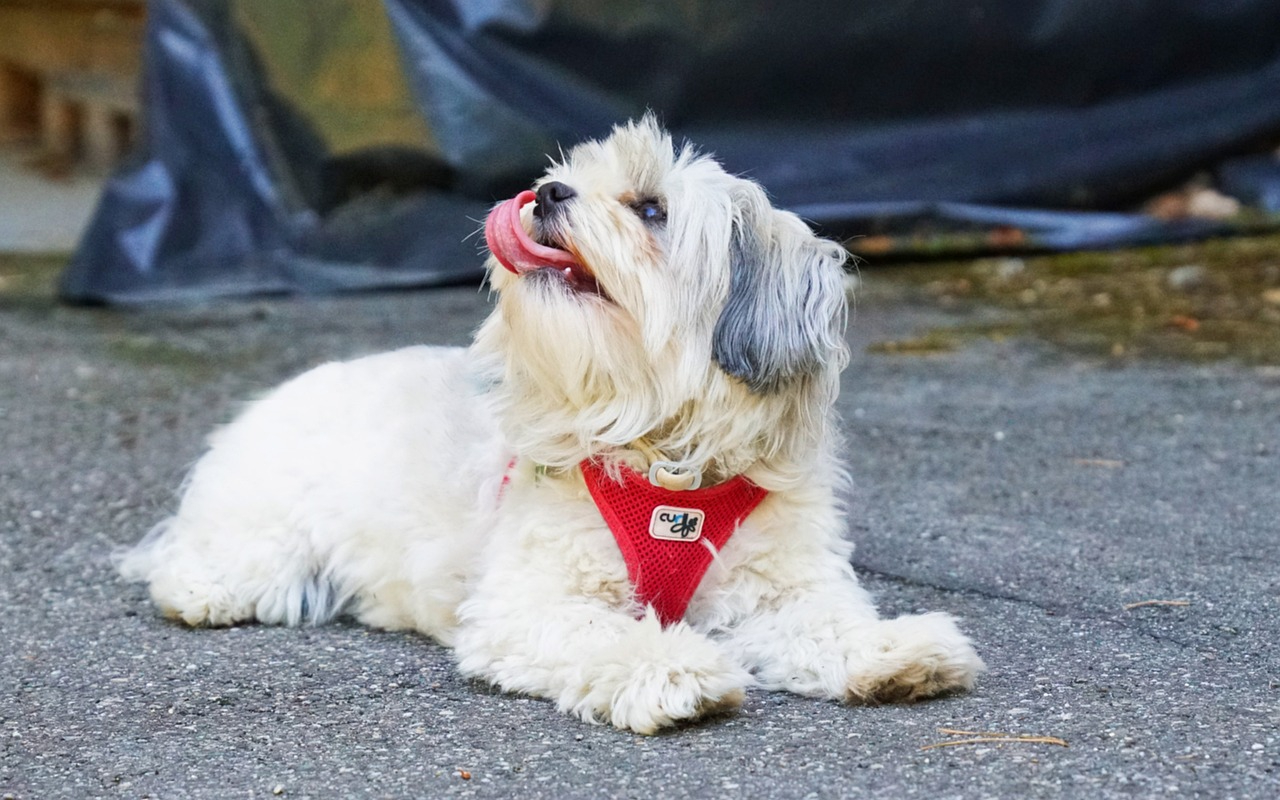 havanese looking up