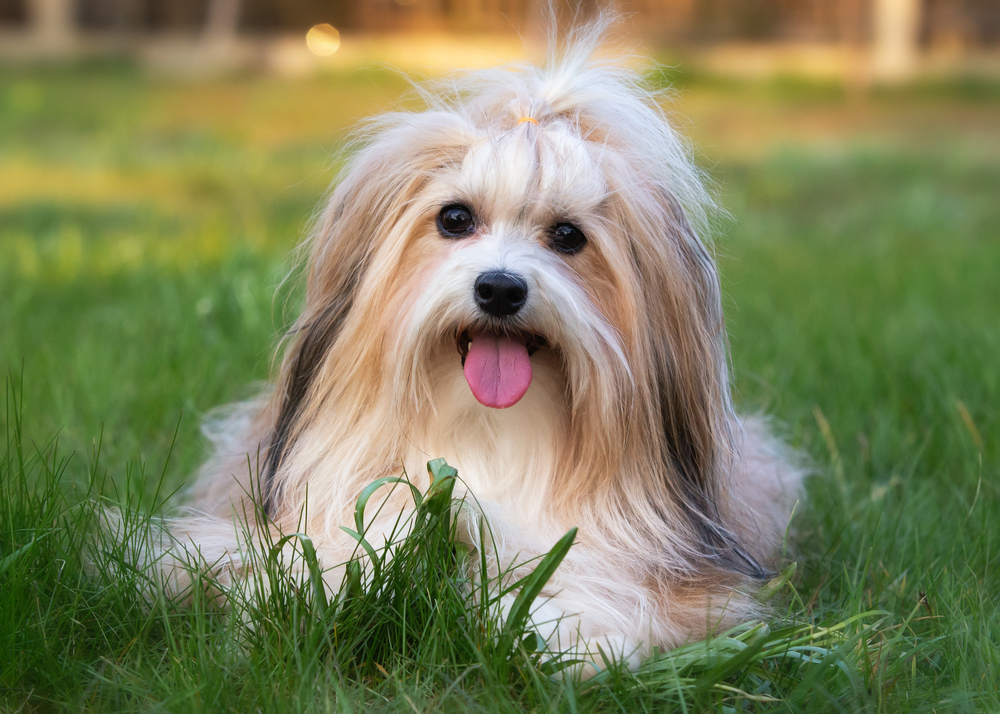 How Much Do Havanese Cost? Updated in 2026
