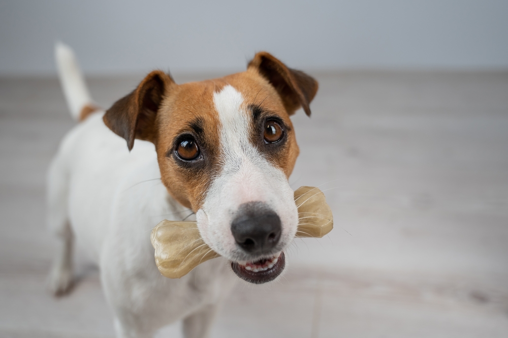 7 Best Bones for Small Dogs in 2026: Reviews & Top Picks