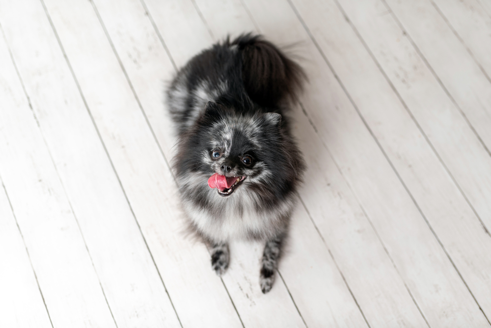 Merle Pomeranian: Info, Pictures, Origin & History