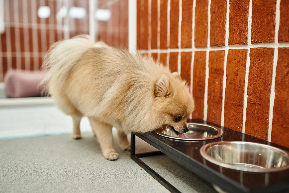 Do Dogs Like Cold Water? Vet-Reviewed Drinking, Swimming & Bathing Temperature