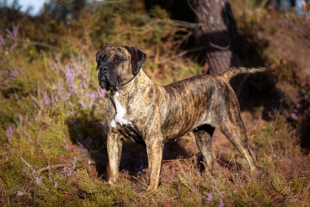 presa canario standing outdoors