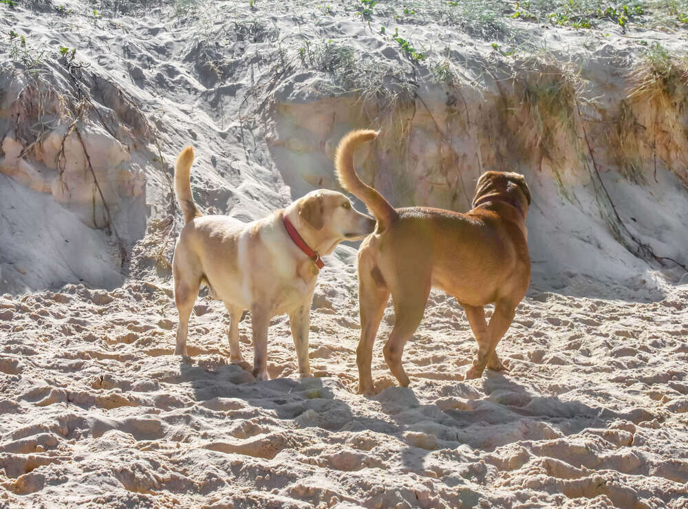 dog sniffing another dogs butt