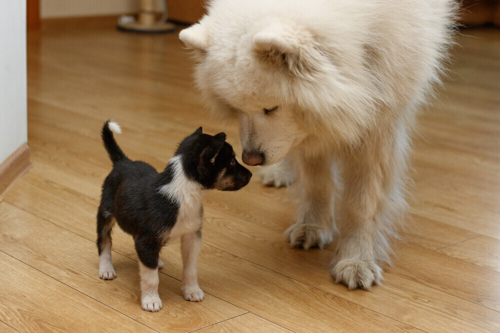 How to Introduce Dogs in 9 Vet-Approved Steps