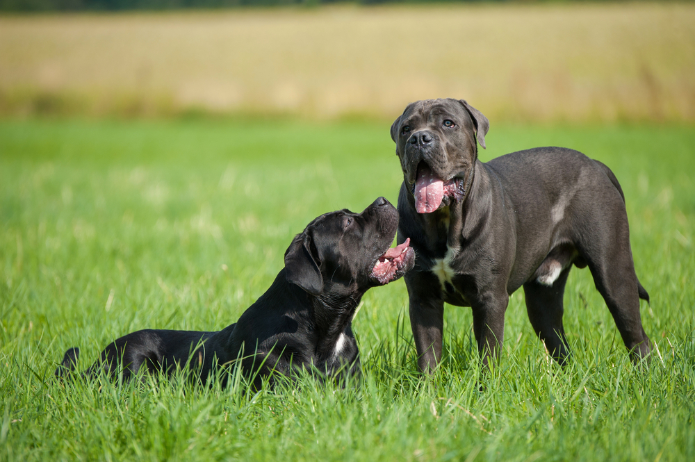 How Long Do Cane Corsos Live? Average Lifespan, Data & Care Guide