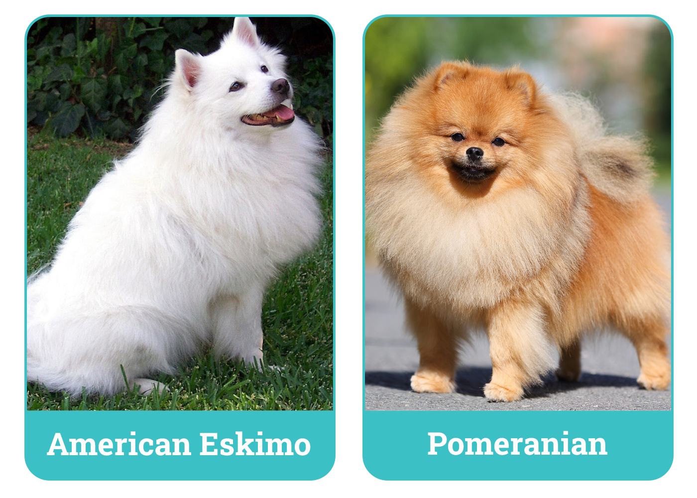 American Eskimo vs Pomeranian