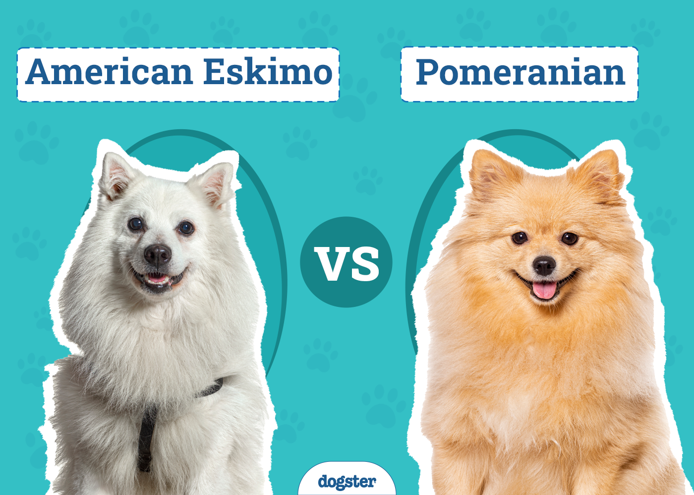 American Eskimo vs Pomeranian: Vet-Reviewed Differences & Similarities