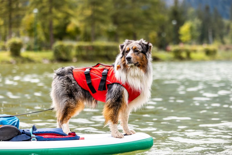 An Australian Shepherd Dog on a SUP Board with a Safety Vest