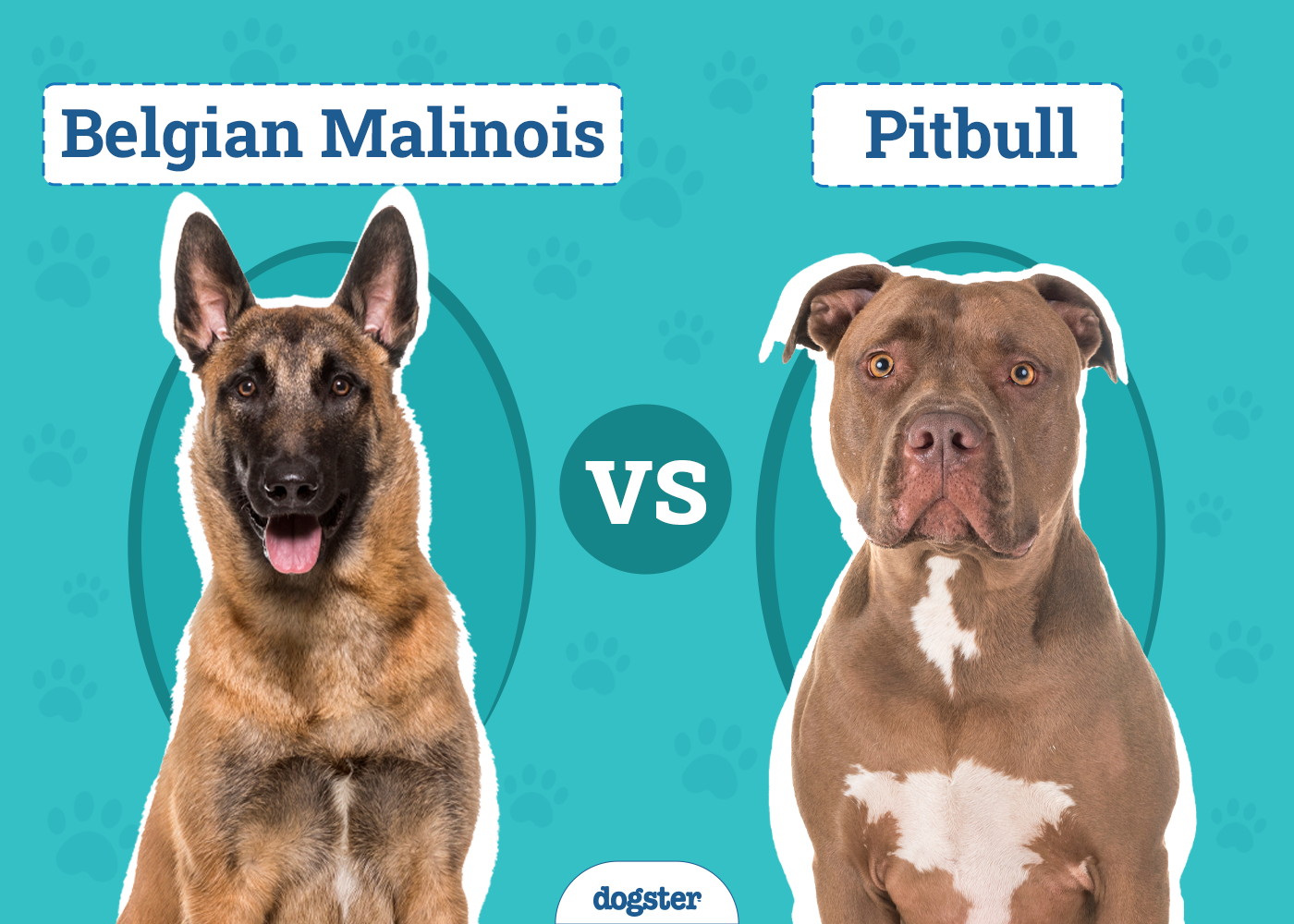 Belgian Malinois vs. Pitbull: Vet-Verified Key Differences (With Info & Pictures)