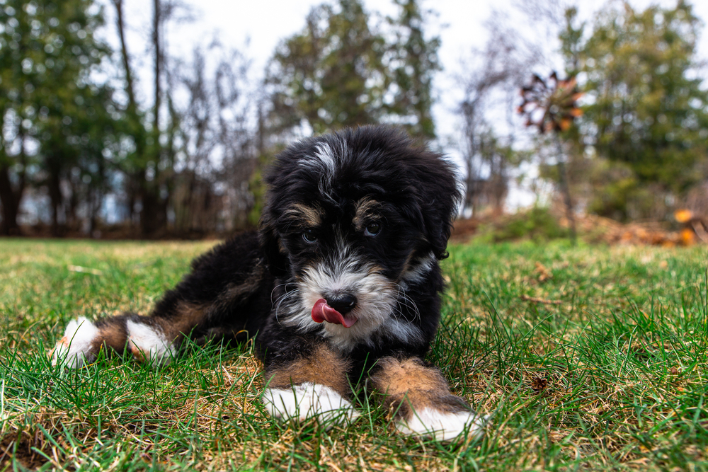5 Best Dog Foods for Bernedoodles in 2026 - Reviews & Top Picks