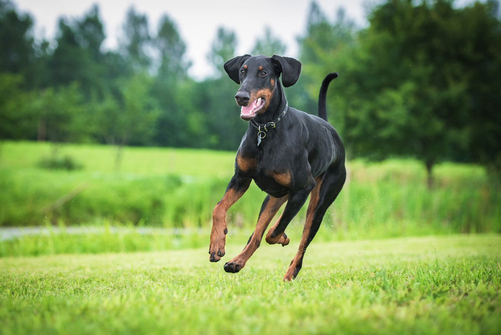 Doberman pinscher dog running