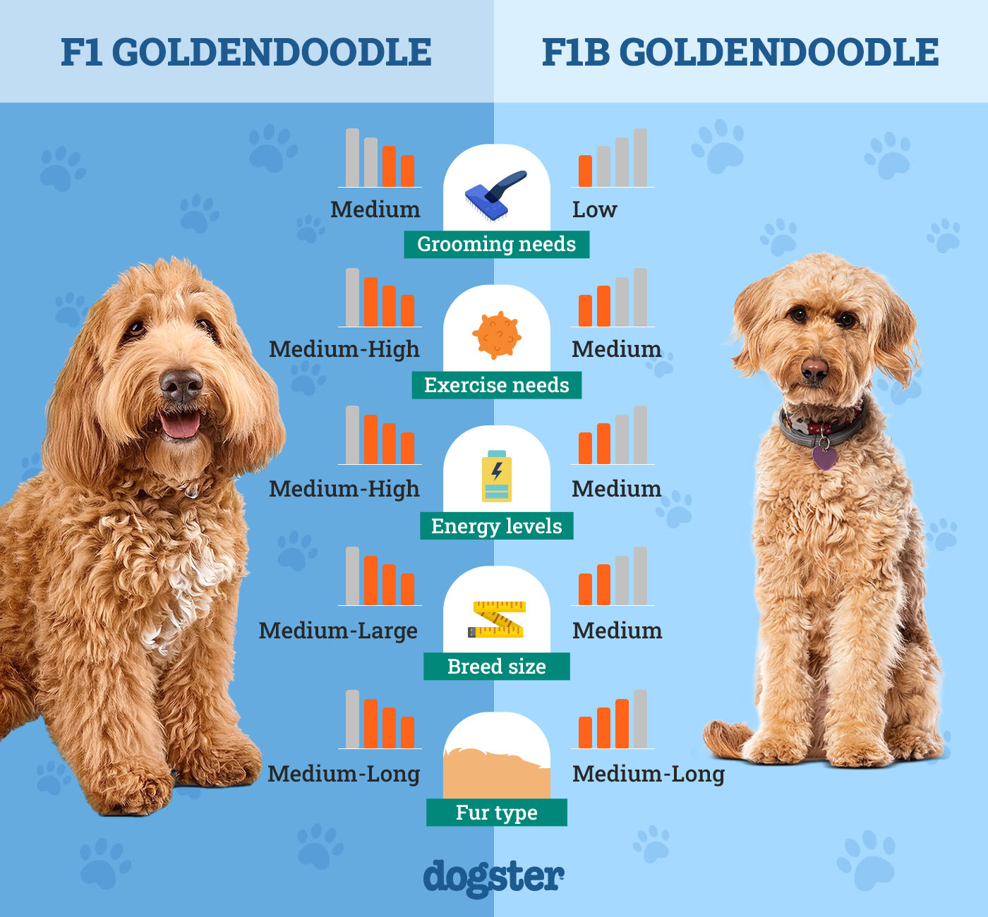 Dogster_Side by Side Comparison_ F1 Goldendoodle vs F1B Goldendoodle